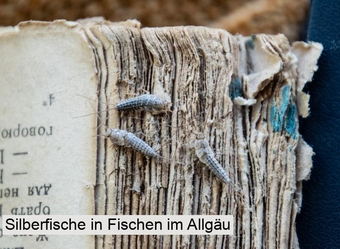 Silberfische in Fischen im Allgäu